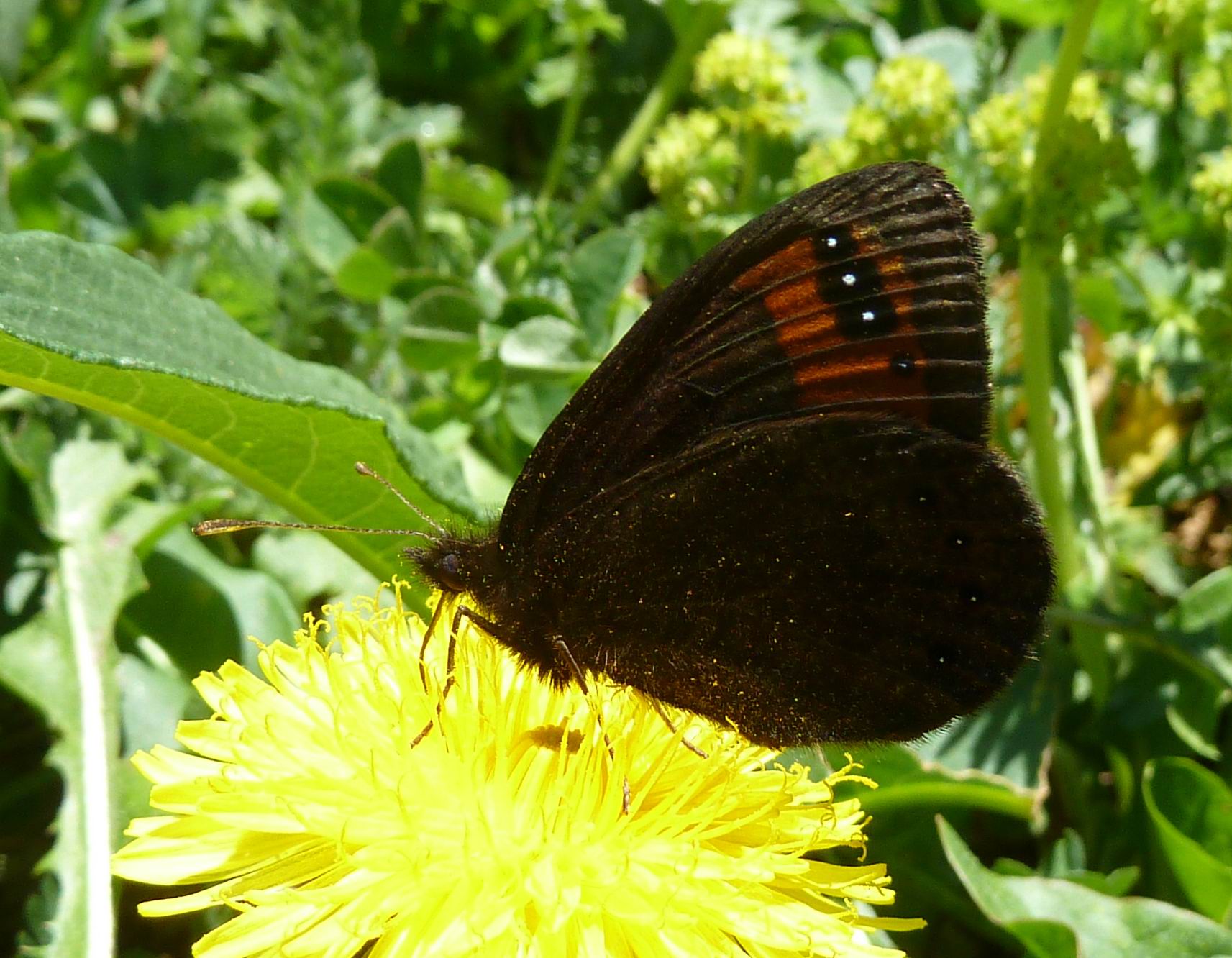 Erebia (triaria?)